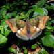 Bronze Duke Euthalia nara are found in the eastern Himalayas.